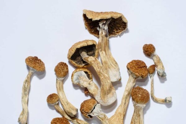 Buy Golden Teachers Magic Mushrooms online